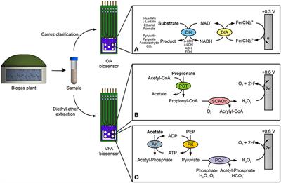 Toward a Hybrid Biosensor System for Analysis of Organic and Volatile Fatty Acids in Fermentation Processes